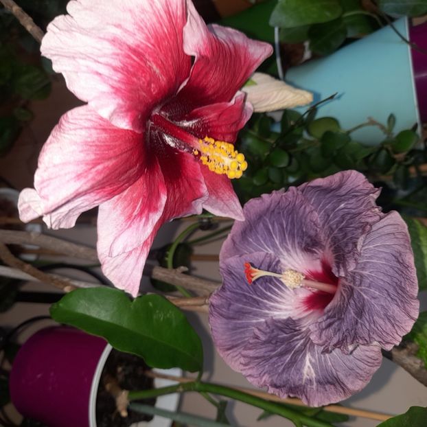 26.11.2022 - HIBISCUSI 2022-7