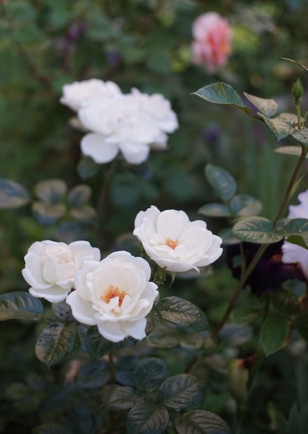  - Starlight Symphony