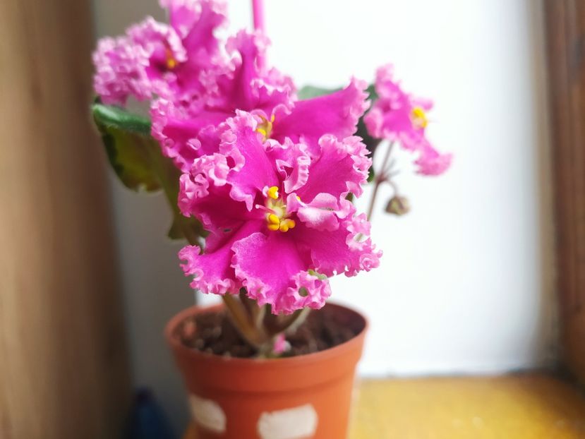 26 noiembrie 2022 - LF Darya