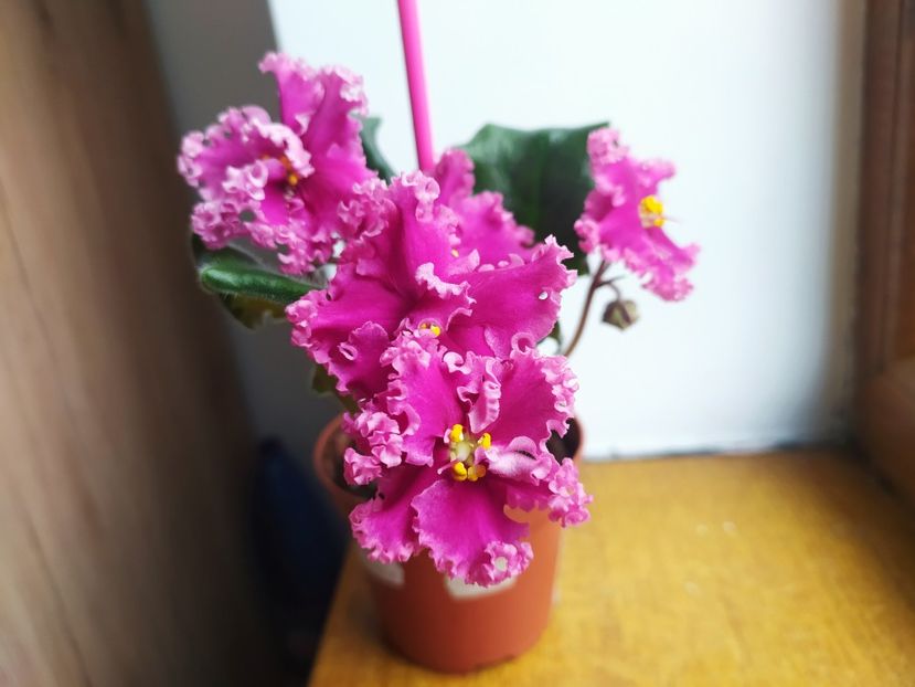 26 noiembrie 2022 - LF Darya