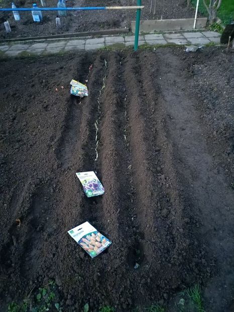 Img.2022.11.26 - A doua grădină