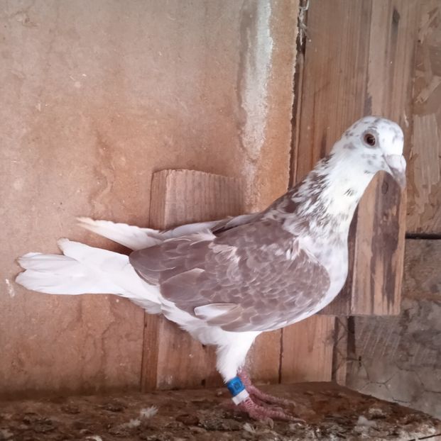 Femela 21-093....-15 lei - Porumbei vanduti