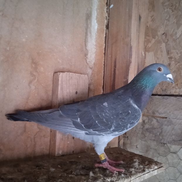 Mascul 19-400....-10 lei - Porumbei vanduti