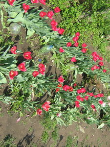 PFSAOPYGPGMYUBWTGRB - soarele luna stelele norii