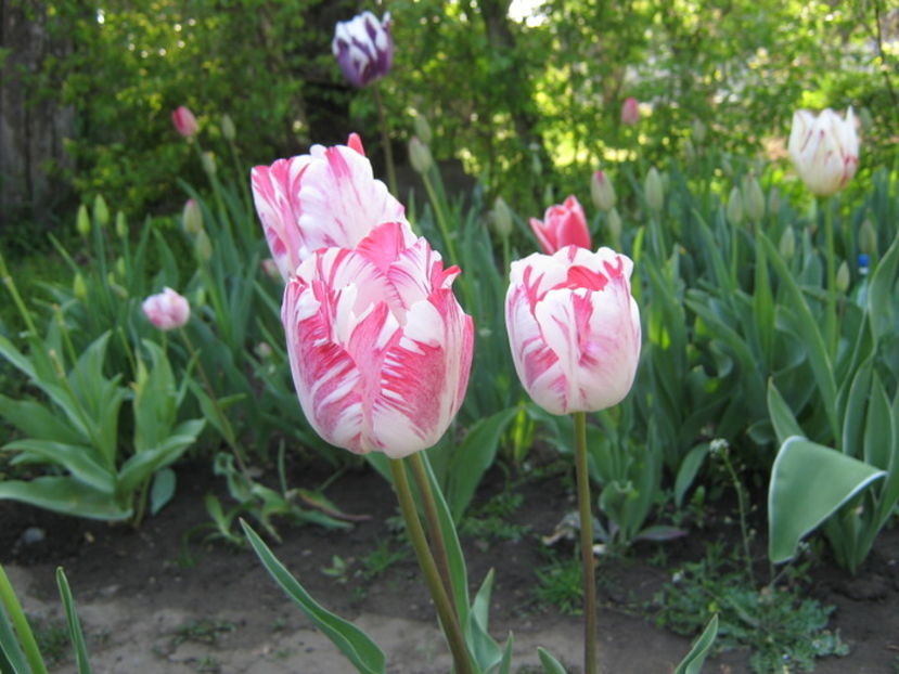 NQLZXQTDFIPIENFRMCX - soarele luna stelele norii