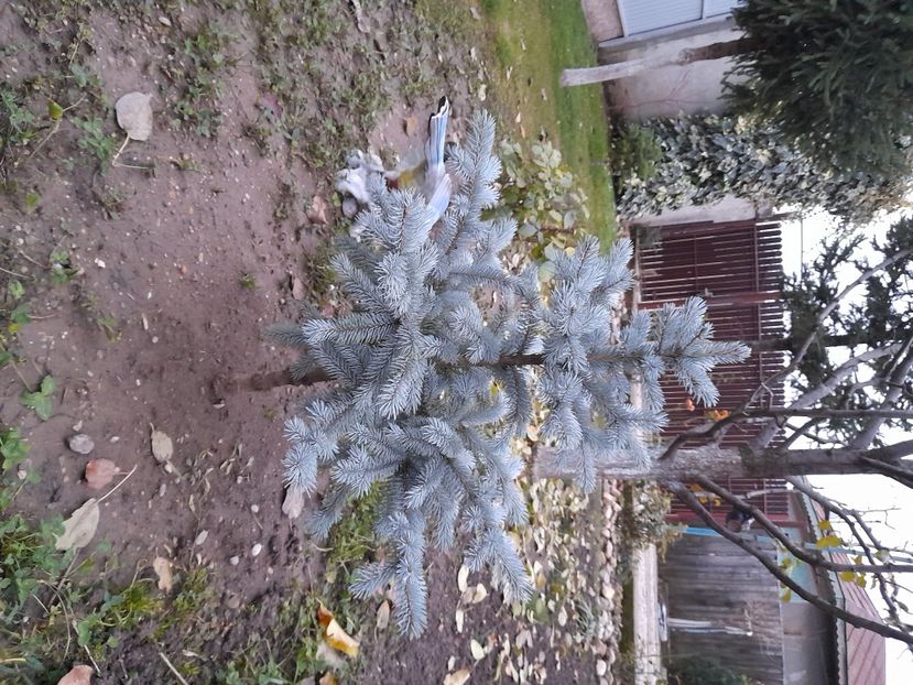  - 01 De prin curte si gradina