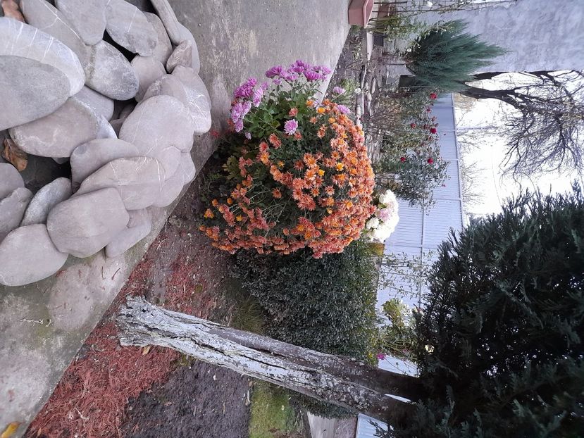  - 01 De prin curte si gradina