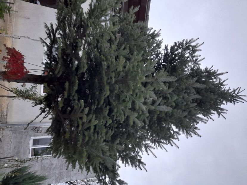  - 01 De prin curte si gradina