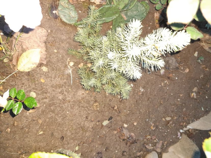  - 01 De prin curte si gradina