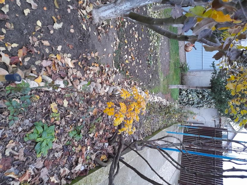  - 01 De prin curte si gradina