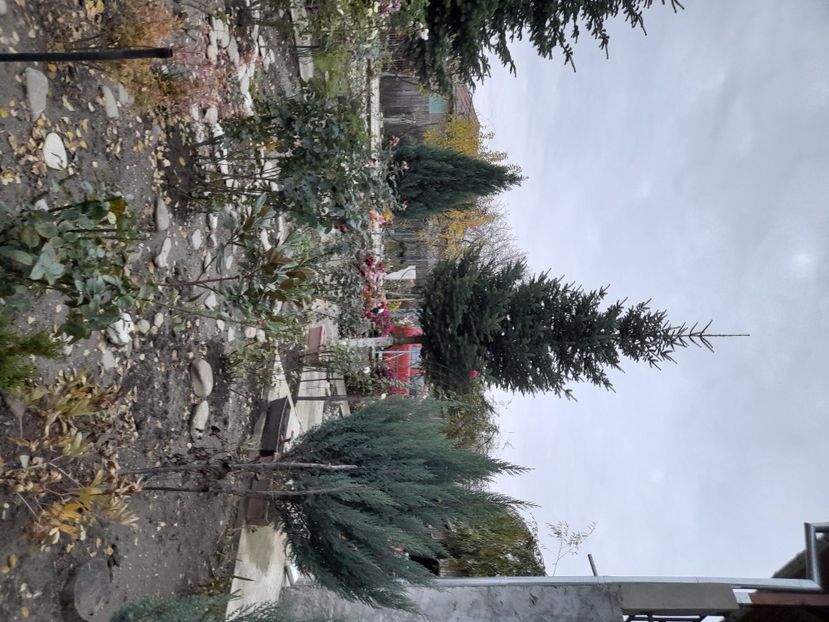  - 01 De prin curte si gradina