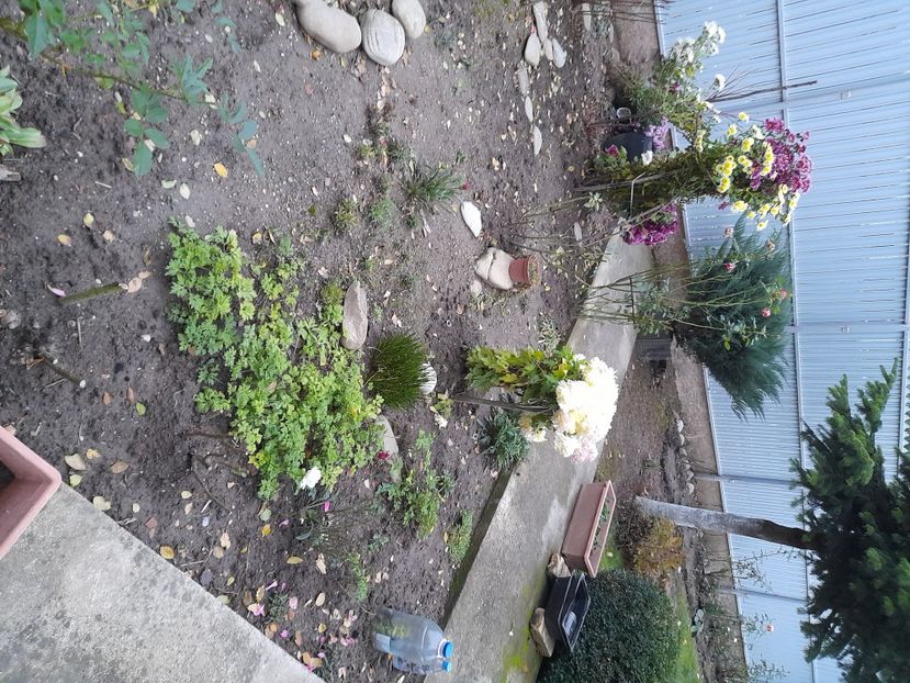  - 01 De prin curte si gradina