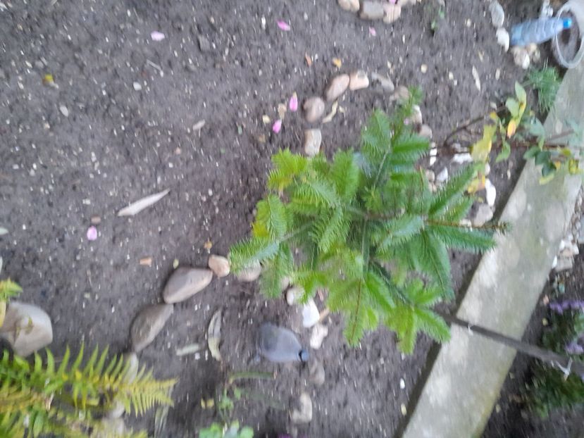  - 01 De prin curte si gradina