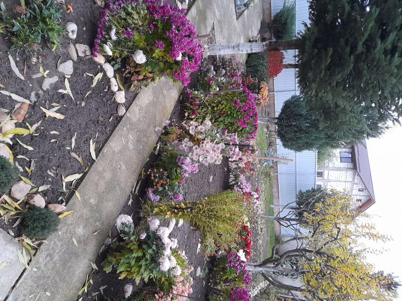  - 01 De prin curte si gradina