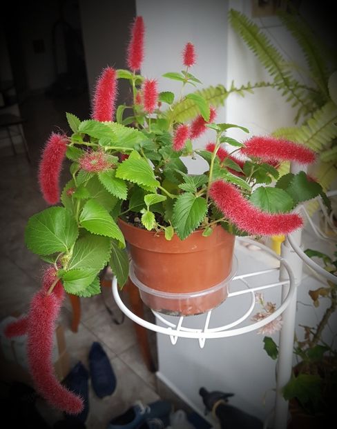  - Plumbago- jasminum azoricum -acalipha