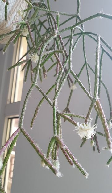  - Rhipsalis pilocarpa