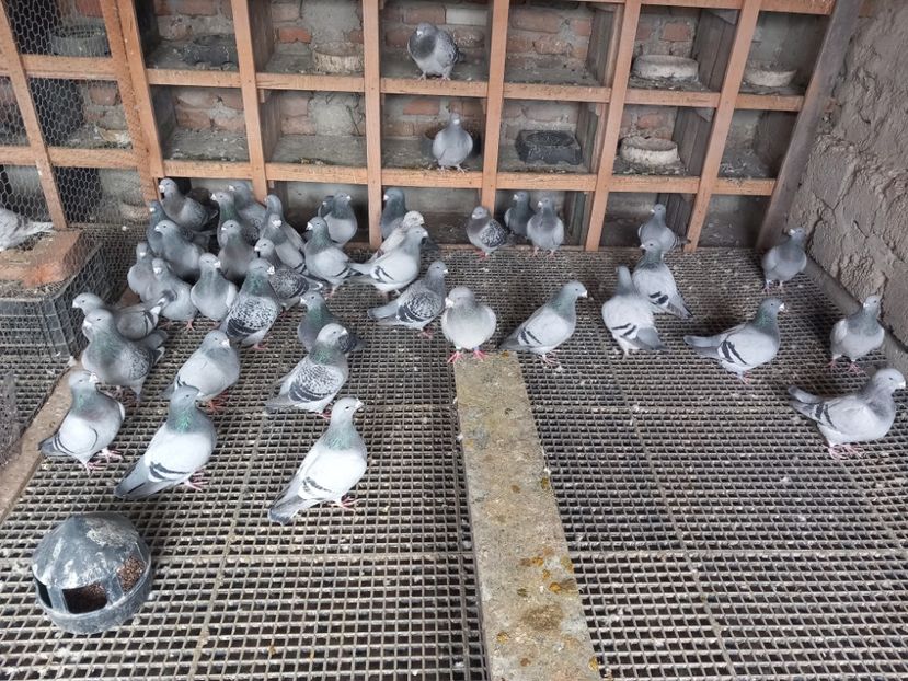  - Porumbei standard și vrdf 2022