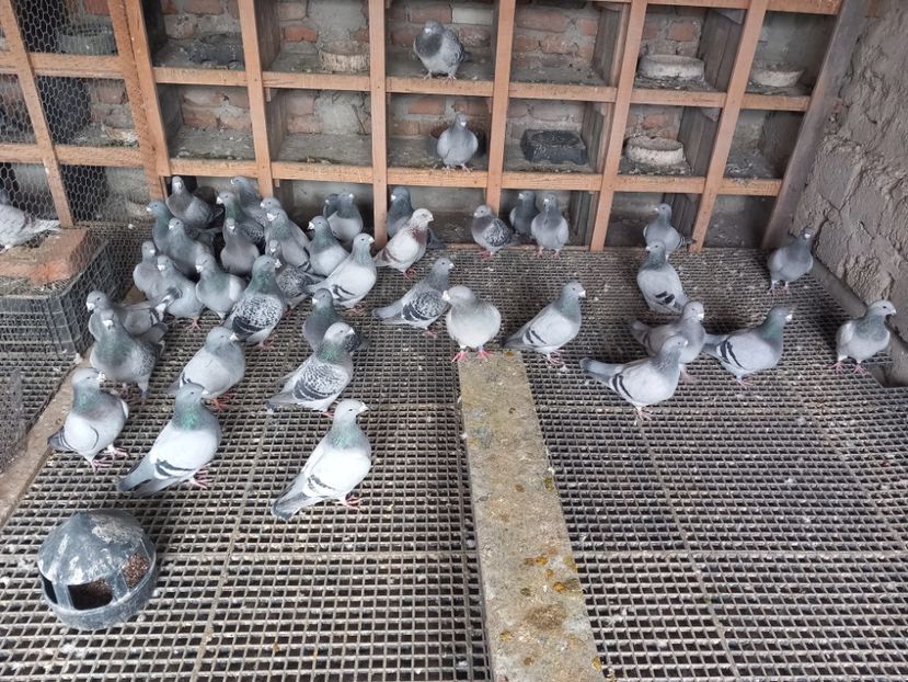  - Porumbei standard și vrdf 2022