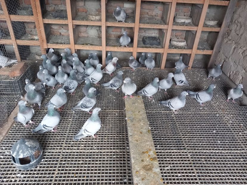  - Porumbei standard și vrdf 2022