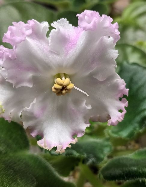 LE Kiss Of Angel - PORTRETE