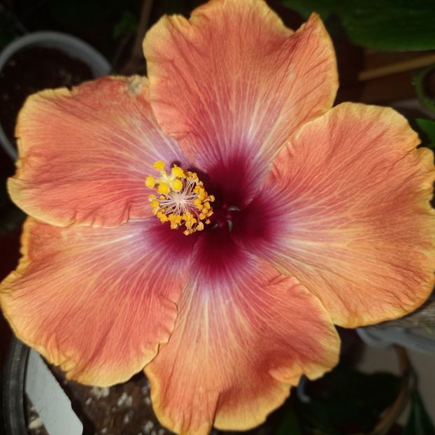 28.11.2022 - HIBISCUSI 2022-7