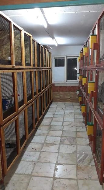  - NOUL ADĂPOST PENTRU IEPURAȘI