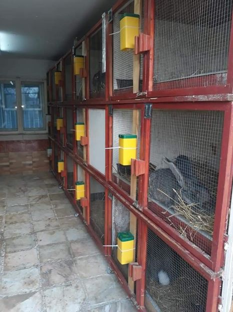  - NOUL ADĂPOST PENTRU IEPURAȘI