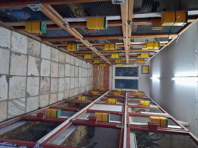  - NOUL ADĂPOST PENTRU IEPURAȘI