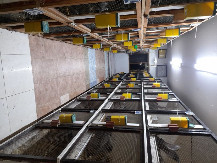  - NOUL ADĂPOST PENTRU IEPURAȘI