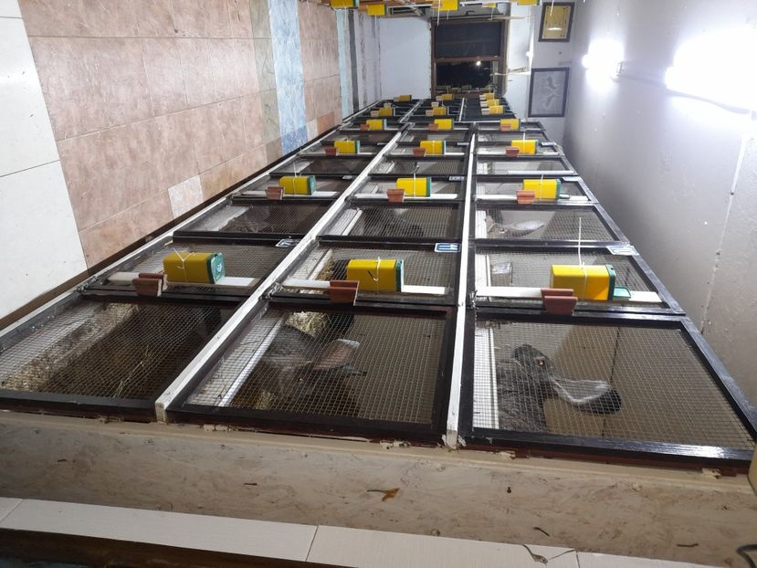  - NOUL ADĂPOST PENTRU IEPURAȘI