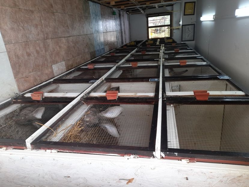  - NOUL ADĂPOST PENTRU IEPURAȘI