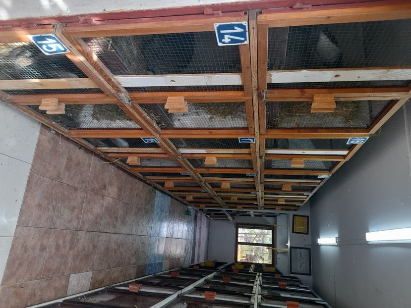  - NOUL ADĂPOST PENTRU IEPURAȘI