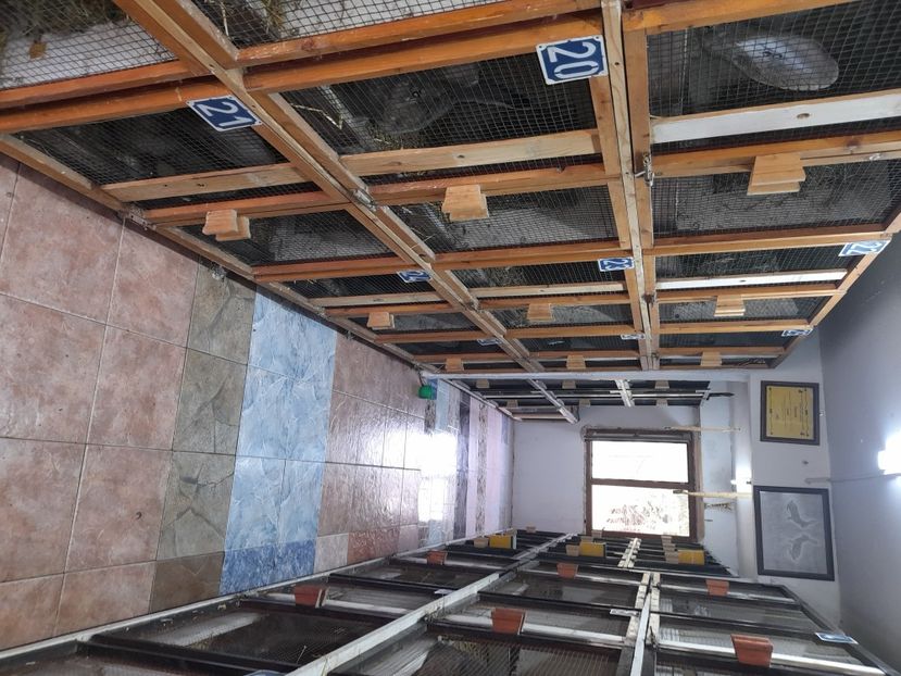  - NOUL ADĂPOST PENTRU IEPURAȘI