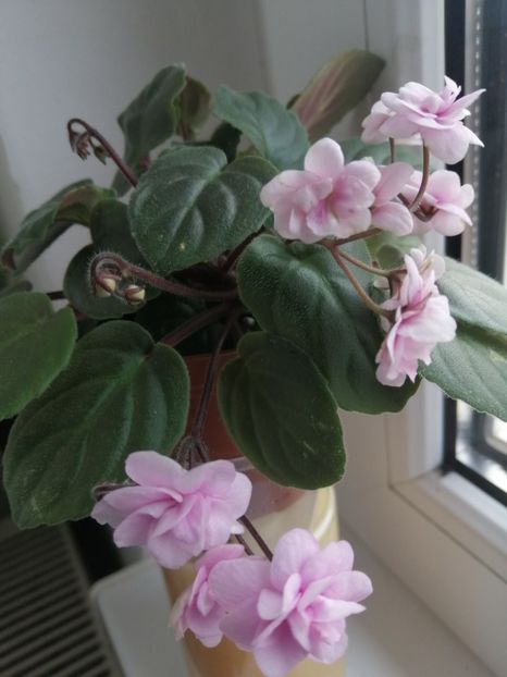  - Rob-s Vanilla Trail