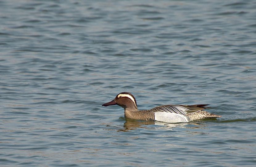 w-Rață pe lac - Duck on the Lake - PASARI - BIRDS