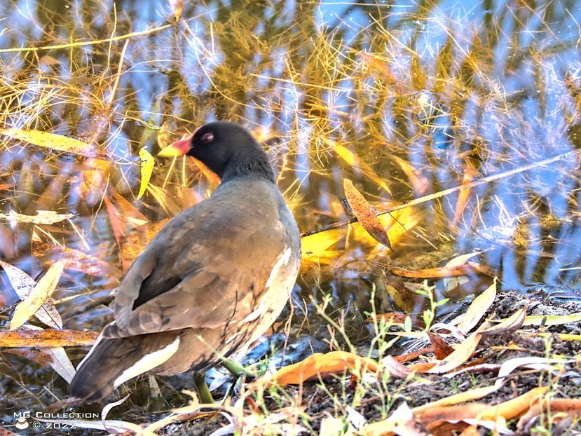 w-Gainușe de baltă - Water Bird - PASARI - BIRDS