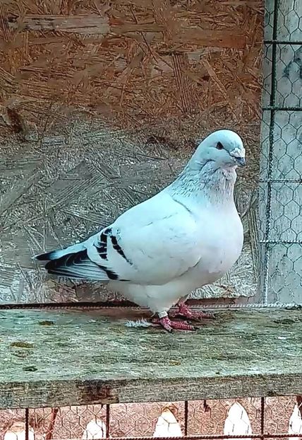 M2021 - Masculi azur 2022