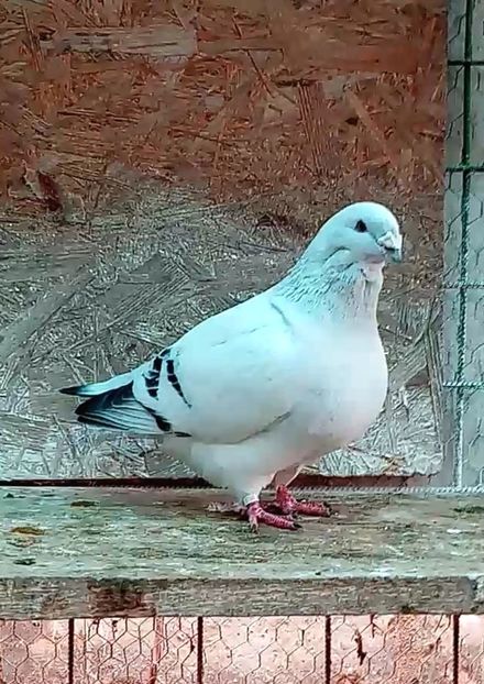 M 2021 - Masculi azur 2022