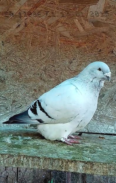 Cosoru 2018 - Masculi azur 2022