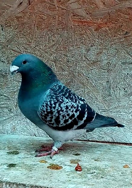 M 2022 - American show Racer