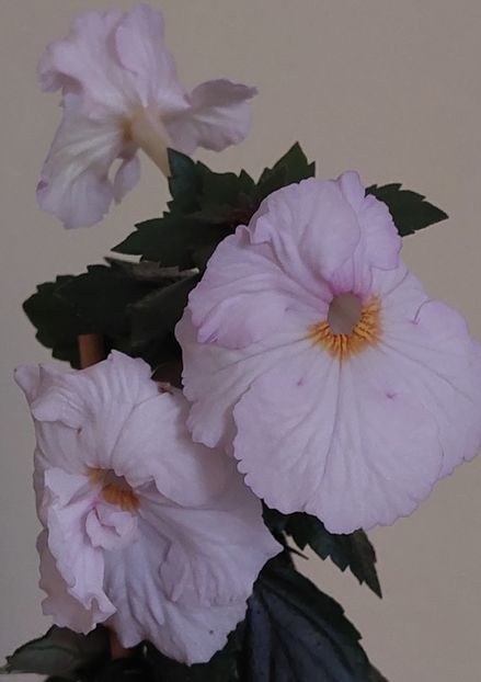  - AAA RIZOMI ACHIMENES DISPONIBILI -2023