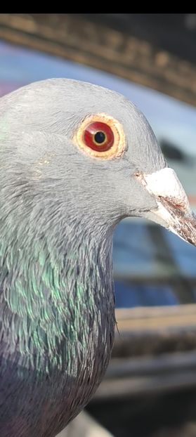 Screenshot_20221116-145216_FOTO Gallery - xxx Pigeons