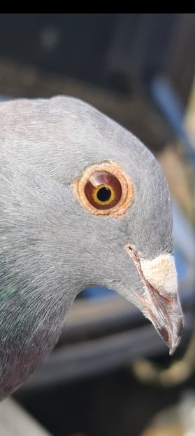 Screenshot_20221116-145102_FOTO Gallery - xxx Pigeons