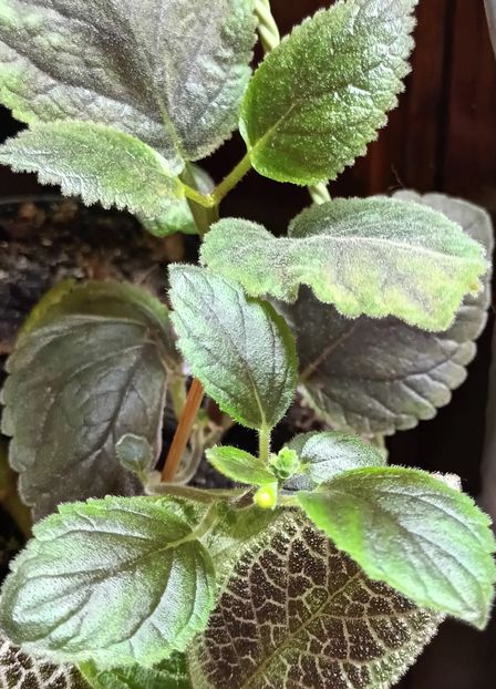 Bobo la Smithiantha!!❤️❤️❤️ - Printre Gesneriaceae