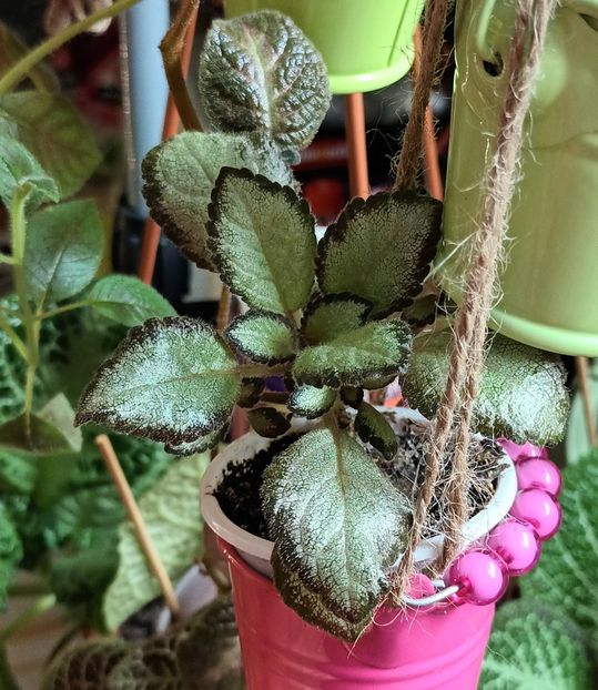 Episcia - Flowerbook