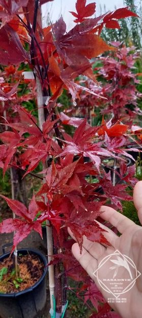 acer palmatum atropurpureum2 - ACER palmatum ATROPURPUREUM