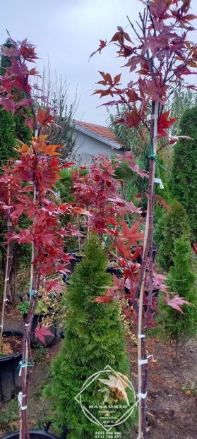 acer palmatum atropurpureum3 - ACER palmatum ATROPURPUREUM