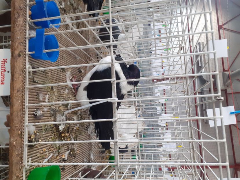  - Expo Cupa Transilvaniei - editia 2022