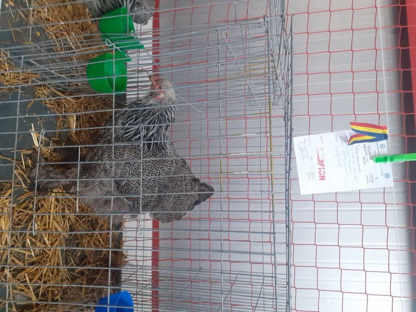  - Expo Cupa Transilvaniei - editia 2022