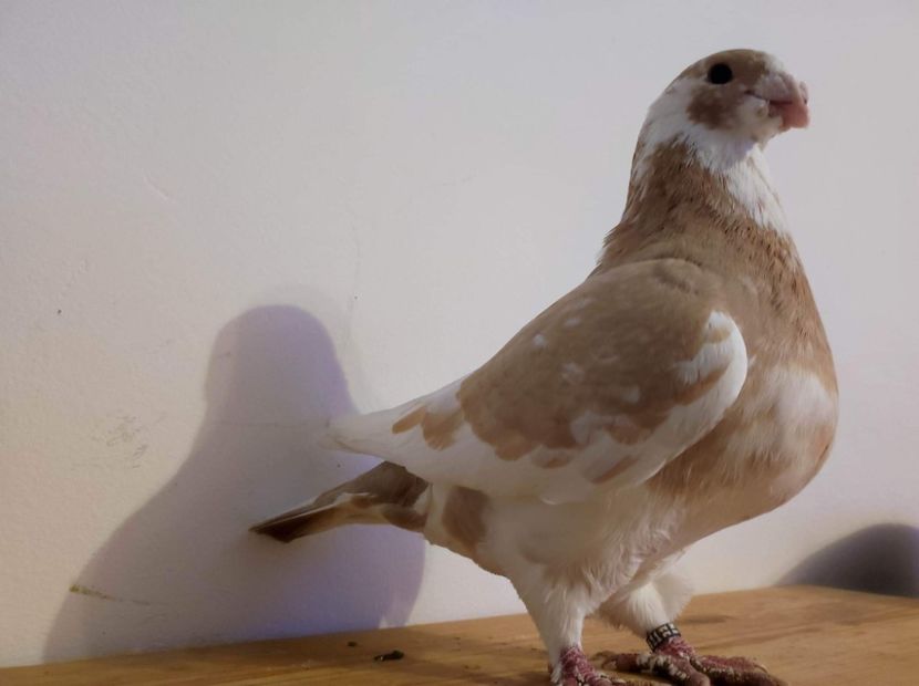 Masc 2022 - Porumbei vanduti